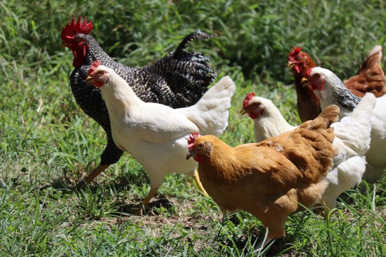 A group of chickens with black-and-white, white, and brown feathers walk together on green grass under bright sunlight.